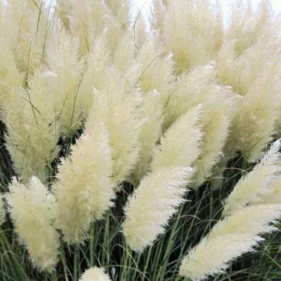 Кортадерия белая (пампасная трава) в Ульяновске