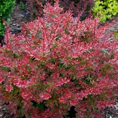 Барбарис ГОЛДЕН РИНГ тунберга  Барбарис ГОЛДЕН РИНГ тунберга в Ульяновске