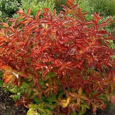 Вейгела ОГНЕННЫЕ КРЫЛЬЯ  Вейгела ОГНЕННЫЕ КРЫЛЬЯ в Ульяновске