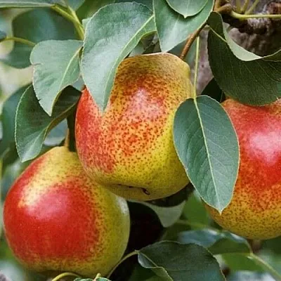 Груша ГОРНАЯ КРАСАВИЦА  Груша ГОРНАЯ КРАСАВИЦА в Ульяновске