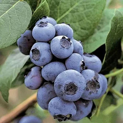 Голубика ПАТРИОТ  Голубика ПАТРИОТ в Ульяновске