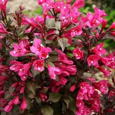 Вейгела БЛЭК РУБИ  Вейгела БЛЭК РУБИ в Ульяновске