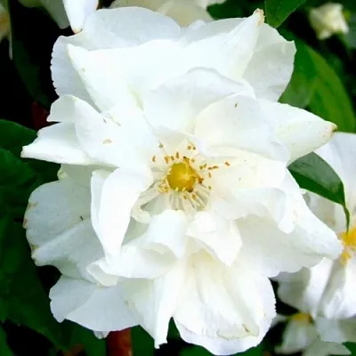 Жасмин РОЗАЦЕ  Жасмин РОЗАЦЕ в Ульяновске