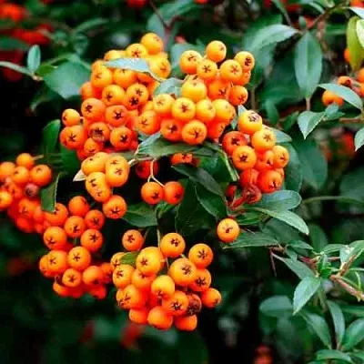 Пираканта ОРАНЖ ГЛОУ  Пираканта ОРАНЖ ГЛОУ в Ульяновске