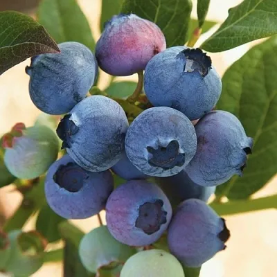 Голубика ОСОРНО  Голубика ОСОРНО в Ульяновске