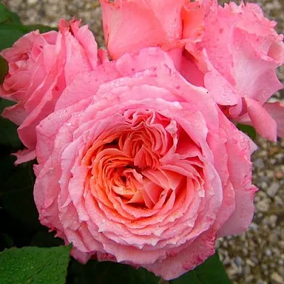 Саженцы роз ИНСТИТУТ ЛЮМЬЕР шраб  Саженцы роз ИНСТИТУТ ЛЮМЬЕР шраб в Ульяновске