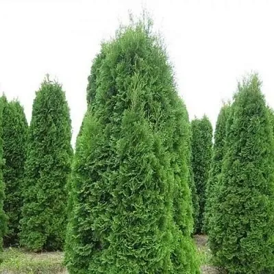 Туя КОЛУМНА западная  Туя КОЛУМНА западная в Ульяновске