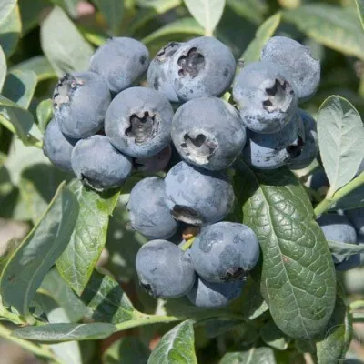 Голубика БРИГИТТА — описание сорта Голубика БРИГИТТА в Ульяновске