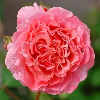 Саженцы роз ЛОРАН КАБРОЛЬ шраб  Саженцы роз ЛОРАН КАБРОЛЬ шраб в Ульяновске