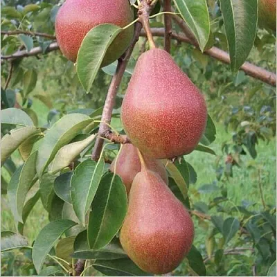 Груша РУМЯНАЯ КЕДРИНА  Груша РУМЯНАЯ КЕДРИНА в Ульяновске