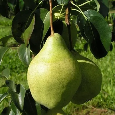 Груша МИНСКАЯ колонновидная  Груша МИНСКАЯ колонновидная в Ульяновске