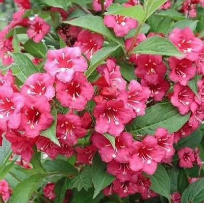 Вейгела БРИСТОЛЬ РУБИ  Вейгела БРИСТОЛЬ РУБИ в Ульяновске