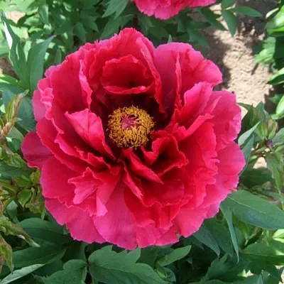 Пион КРАСНЫЙ ГИГАНТ древовидный  Пион КРАСНЫЙ ГИГАНТ древовидный в Ульяновске