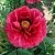 Пион КРАСНЫЙ ГИГАНТ древовидный в Ульяновске