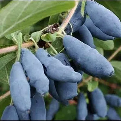 Жимолость съедобная СИНИЙ ШАРИК  Жимолость съедобная СИНИЙ ШАРИК в Ульяновске
