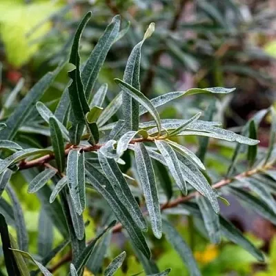 Облепиха АДАМ (МУЖСКАЯ)  Облепиха АДАМ (МУЖСКАЯ) в Ульяновске