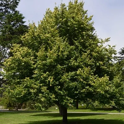 Липа сердцевидная  Липа сердцевидная в Ульяновске