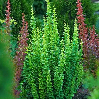 Барбарис ЭРЕКТА тунберга  Барбарис ЭРЕКТА тунберга в Ульяновске