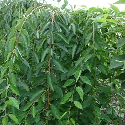 Черешня ПЕНДУЛА декоративная  Черешня ПЕНДУЛА декоративная в Ульяновске