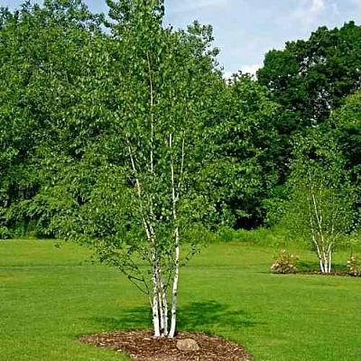 Береза бумажная  Береза бумажная в Ульяновске