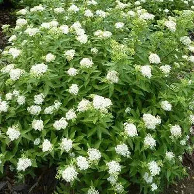 Спирея АЛЬБИФЛОРА японская  Спирея АЛЬБИФЛОРА японская в Ульяновске