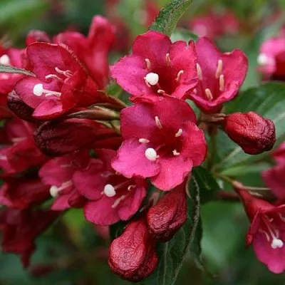 Вейгела ЕВА РАТКЕ  Вейгела ЕВА РАТКЕ в Ульяновске