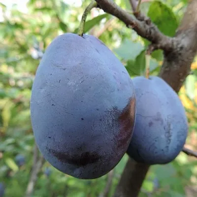 Слива АМЕРС  Слива АМЕРС в Ульяновске