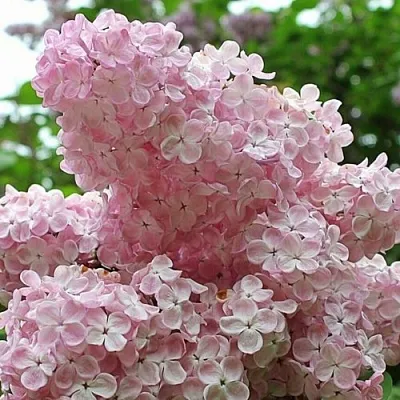 Сирень ВЕЧЕРНИЙ ЗВОН  Сирень ВЕЧЕРНИЙ ЗВОН в Ульяновске