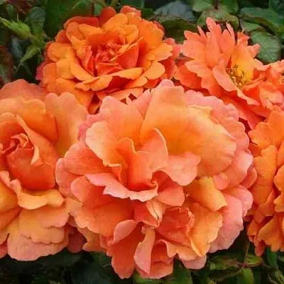 Саженцы роз БРИДЖ ОФ САЙЗ плетистая  Саженцы роз БРИДЖ ОФ САЙЗ плетистая в Ульяновске