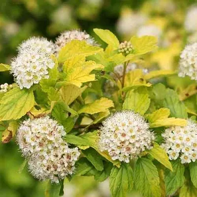 Пузыреплодник АНГЕЛ ГОЛД  Пузыреплодник АНГЕЛ ГОЛД в Ульяновске