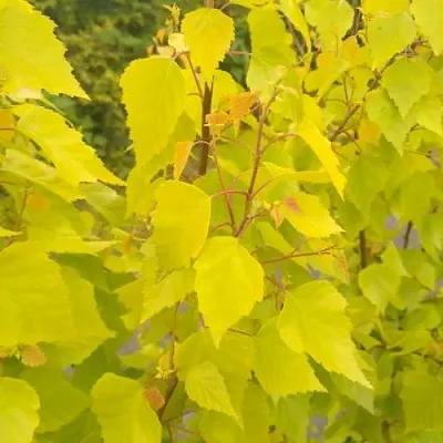 Берёза ГОЛДЕН ОБЕЛИСК повислая   Берёза ГОЛДЕН ОБЕЛИСК повислая  в Ульяновске