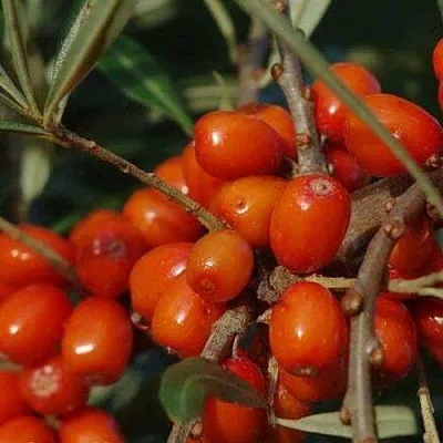 Облепиха ВОРОБЬЕВСКАЯ  Облепиха ВОРОБЬЕВСКАЯ в Ульяновске