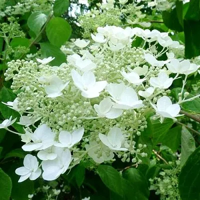 Гортензия УАЙТ ДОМ древовидная  Гортензия УАЙТ ДОМ древовидная в Ульяновске