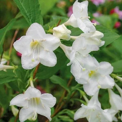 саженцы вейгелы саженцы вейгелы