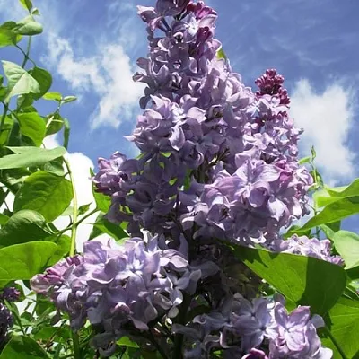 Сирень КРЫЛЬЯ НАДЕЖДЫ  Сирень КРЫЛЬЯ НАДЕЖДЫ в Ульяновске