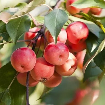 Яблоня ВИШНЕПЛОДНАЯ декоративная  Яблоня ВИШНЕПЛОДНАЯ декоративная в Ульяновске