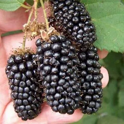 Ежевика ЛОХ НЕСС бесшипная  Ежевика ЛОХ НЕСС бесшипная в Ульяновске