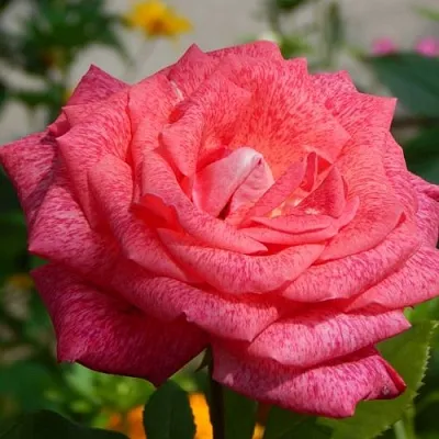 Саженцы роз ПЬЕР КАРДЕН чайно-гибридная  Саженцы роз ПЬЕР КАРДЕН чайно-гибридная в Ульяновске