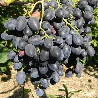 Виноград НАДЕЖДА АЗОС  Виноград НАДЕЖДА АЗОС в Ульяновске