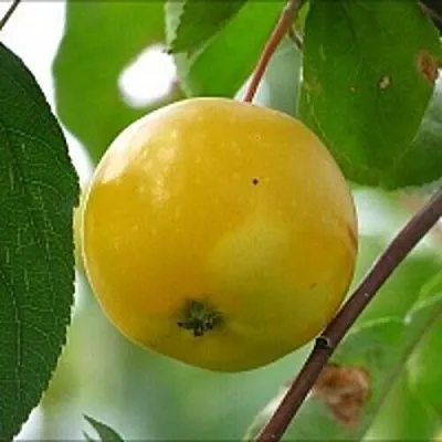 Яблоня КИТАЙКА ЖЁЛТАЯ колонновидная  Яблоня КИТАЙКА ЖЁЛТАЯ колонновидная в Ульяновске