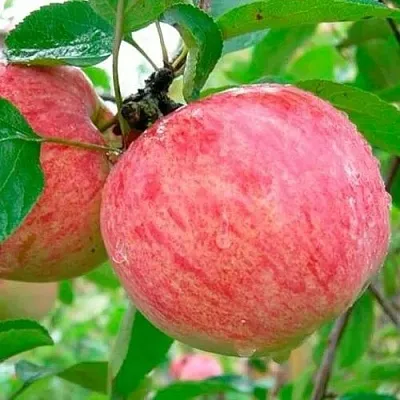 Яблоня КОРИЧНОЕ ПОЛОСАТОЕ  Яблоня КОРИЧНОЕ ПОЛОСАТОЕ в Ульяновске