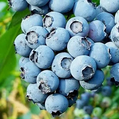 Голубика БРИГИТТА БЛЮ  Голубика БРИГИТТА БЛЮ в Ульяновске