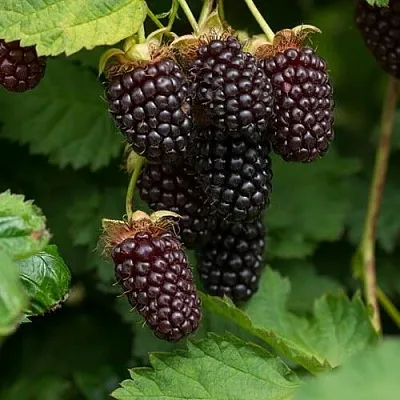 Ежемалина  Ежемалина в Ульяновске