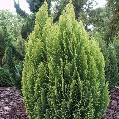 Кипарисовик ЭЛВУДИ ЭМПАЙР лавсана  Кипарисовик ЭЛВУДИ ЭМПАЙР лавсана в Ульяновске