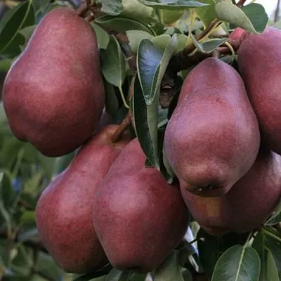 Груша РЕД ВИЛЬЯМС  Груша РЕД ВИЛЬЯМС в Ульяновске