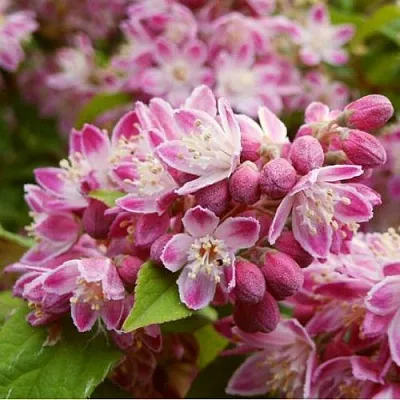 Дейция СТРОБЕРРИ ФИЛДС   Дейция СТРОБЕРРИ ФИЛДС  в Ульяновске