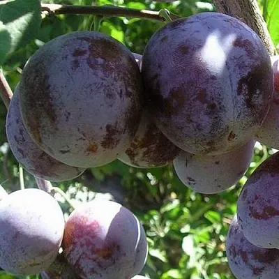 Слива РЕНКЛОД ХАРИТОНОВОЙ  Слива РЕНКЛОД ХАРИТОНОВОЙ в Ульяновске