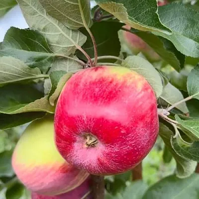 Яблоня АРБАТ колонновидная  Яблоня АРБАТ колонновидная в Ульяновске