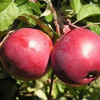 Яблоня ДАРУНАК  Яблоня ДАРУНАК в Ульяновске