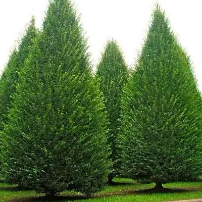 Граб   Граб  в Ульяновске